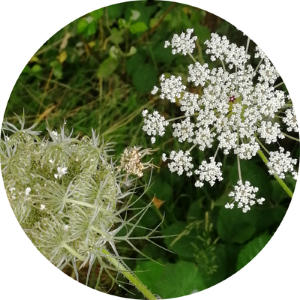 Sorties nature : reconnaissance et usage des plantes sauvages