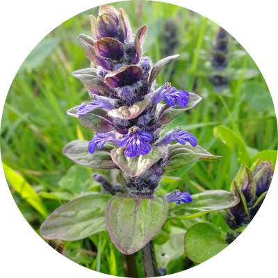 Sorties nature : reconnaissance et usage des plantes sauvages