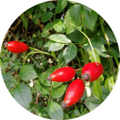 Sorties nature : reconnaissance et usage des plantes sauvages