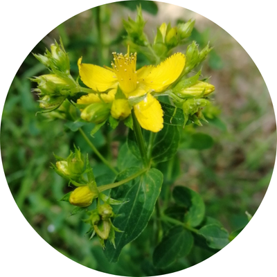 Sorties nature : reconnaissance et usage des plantes sauvages