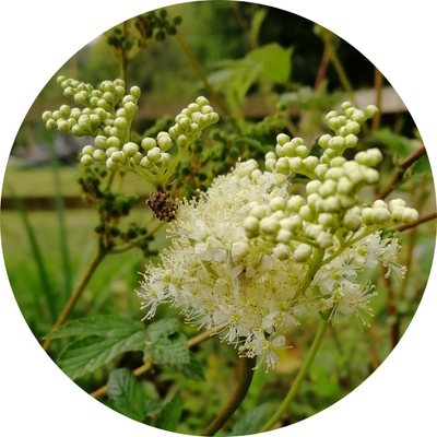 Sorties nature : reconnaissance et usage des plantes sauvages