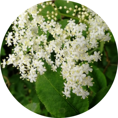 Sorties nature : reconnaissance et usage des plantes sauvages